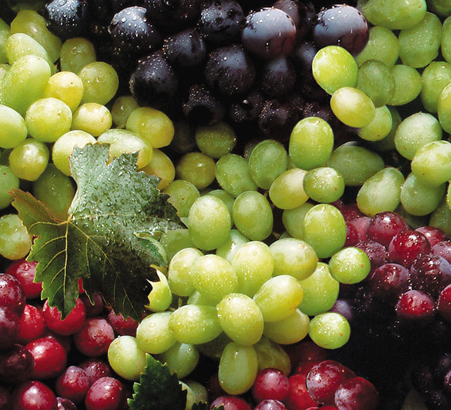 UVAS-ENFRABCN-EXPORT-