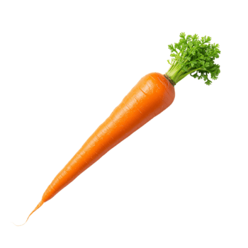 ZANAHORIA-ENFRABCN-EXPORT